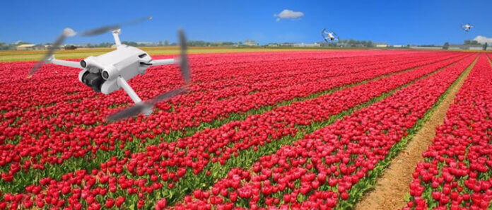 Drones en tulpenvelden